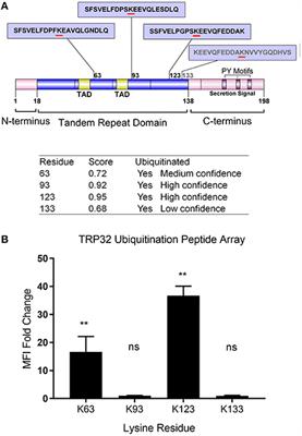 Ehrlichia chaffeensis TRP32 <mark class="highlighted">Nucleomodulin</mark> Function and Localization Is Regulated by NEDD4L-Mediated Ubiquitination